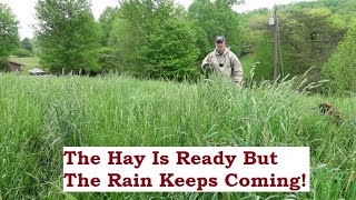 Rain, Rain, Go Away! The Hay is Prime, But the Rains Keep Falling