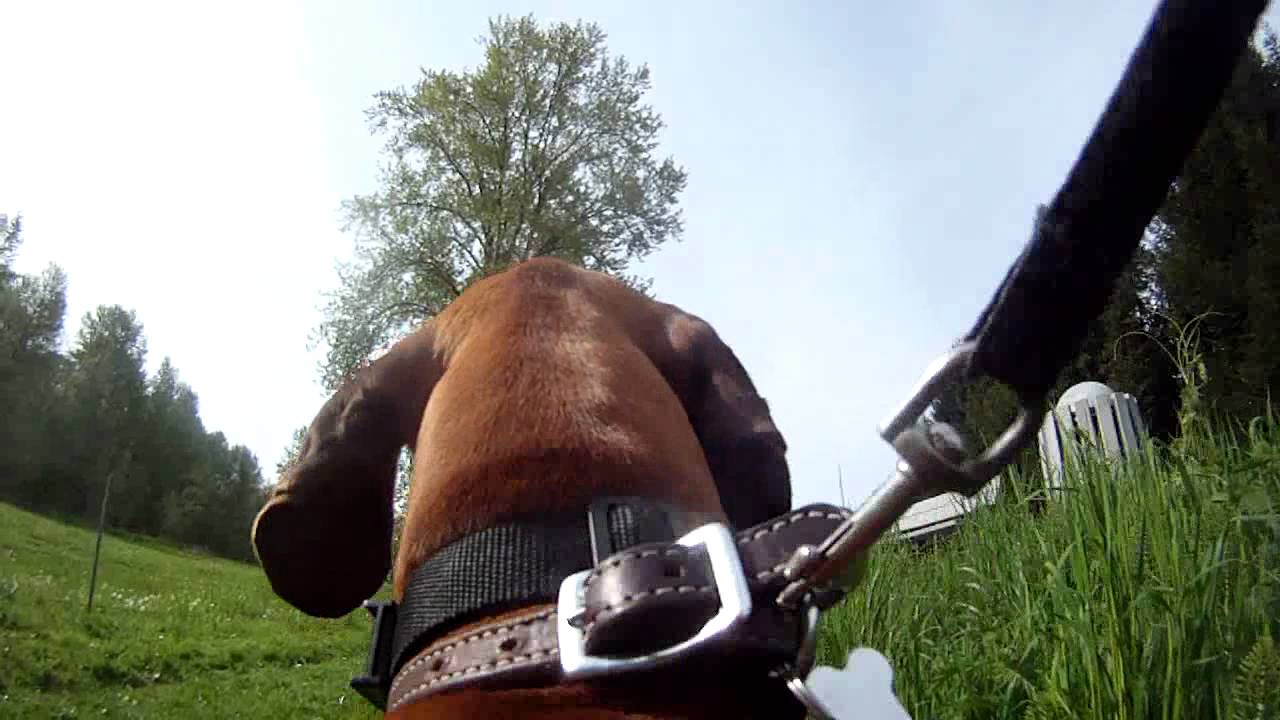 Dog gets Shocked by electric fence GoPro HD YouTube