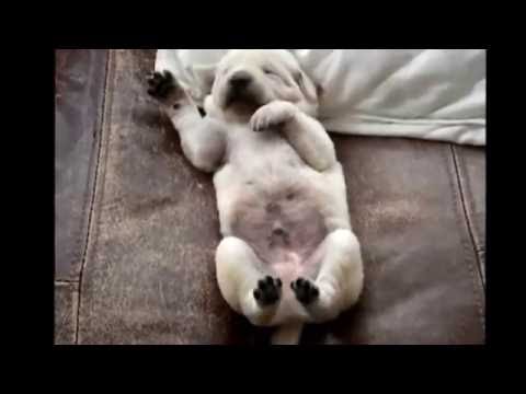 Видео: Face-Off: Спящие собаки