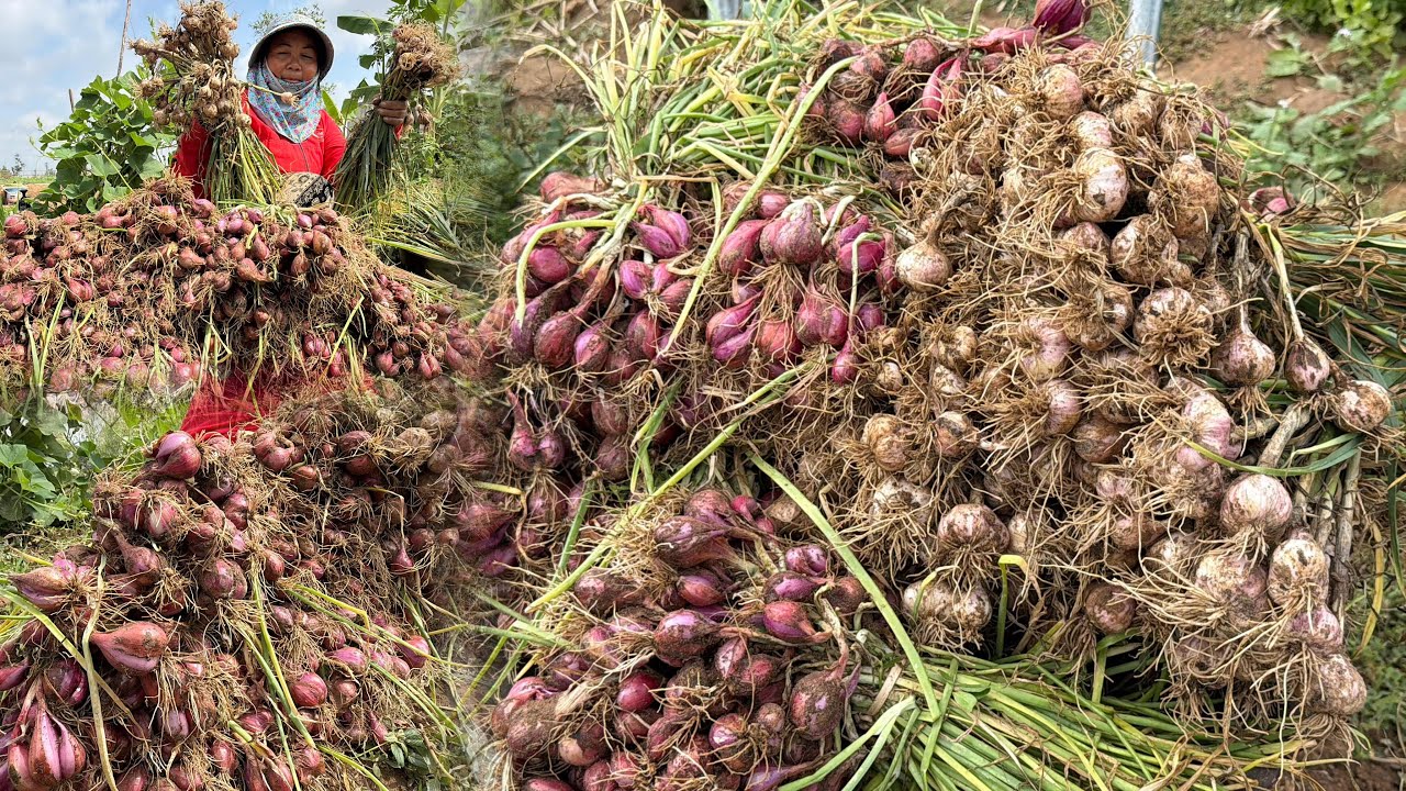 ถอนกระ เทียมหอมแดงกับแม่ ปีนี้ไม้ต้องชื้อ