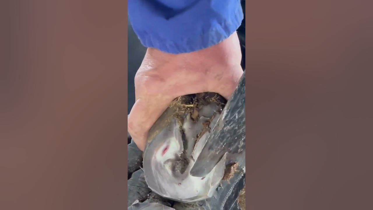 Donkey hoof repair the hidden disease of donkeys! Blood spots on the bottom of the hoof!Shorts