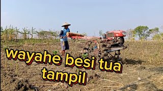 traktor sawah olah lahan bekas tembakau..