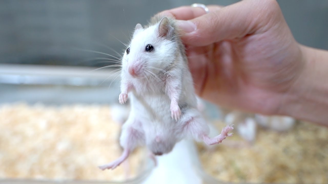 オスちゃん、オスちゃん、またオスちゃん…… オスメス判別される子