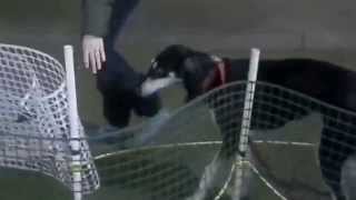 Tarfah & Nabil - Beginner Agility (Class #3)