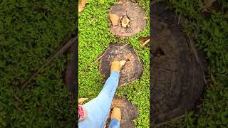 #natureza #vida #fazenda #roca #roça #roçaévida