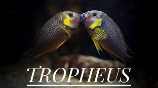 Tropheus Resimi