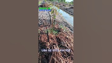 Hệ thống tưới sầu riêng 340 béc MK99 120l/h