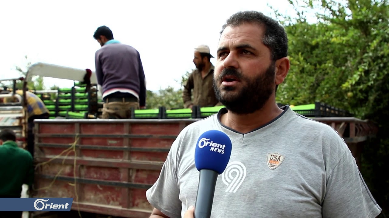 زراعة المانغا مصدر دخل لمعظم سكان قرية دليبا في إدلب