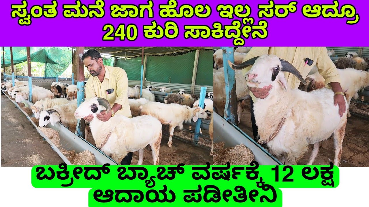 ಸ್ವಂತ ಮನೆ ಹೊಲ ಜಮೀನು ಇಲ್ಲ ರೀ! ಆದ್ರೂ 240 ಕುರಿ ಸಾಕಾಣಿಕೆ | 12 ಲಕ್ಷ ಆದಾಯ ಪಡೀತೀನಿ | bakreed  batch sheep