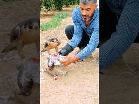 تدريب صقر شاهين بحري وتطرق تعزيز الثقه بينكم وكسر حاجز الخوف لدي الصقر صقر Birds طيور صقر