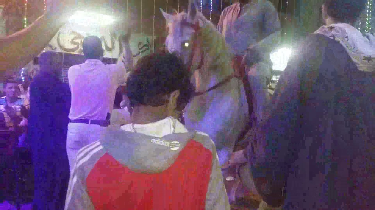 Horse Dance at Egyptian "Henna night" Ceremony YouTube