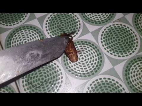 Video: Serangga Berkepala Tajam Tanpa Belas Kasihan