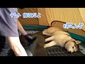 キャップが楽しくてテント撤収を阻止してくるハスキー〜絶景ほったらかしキャンプ場〜