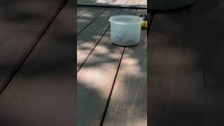 They Shrink!!! #building #buildingscience #construction #deck #deckguide #framing #customhome