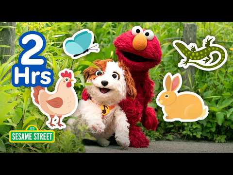 On Sesame Street