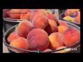 В с. Чиркей Буйнакского района персики уродились на славу