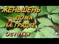 ЖЕНЬШЕНЬ ДОМА НА ГРЯДКЕ - ЧТО ОСТАЛОСЬ?