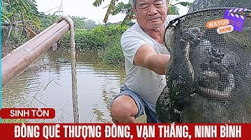 Cả nhà ra đồng đặt lú bắt tôm cua cá – Trải nghiệm tuổi thơ ở quê nội @LaNguyenBaoTV