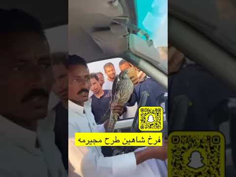 مقناص صقور حبارى طرح شيهانه لاتنسوا الاشتراك في القناة وتفعيل الجرس طرح فرخ شاهين بمجيرمه