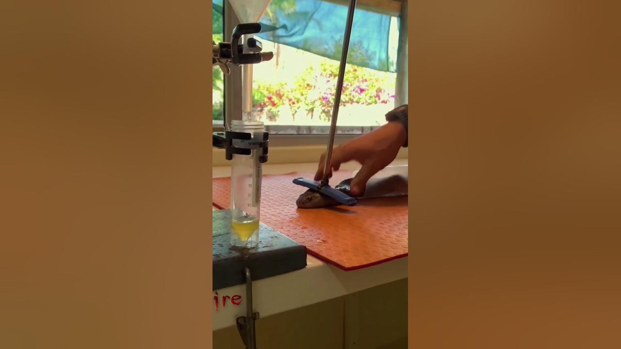 Deadly Venomous King COBRA Venom Milking | Discoveries Tv - YouTube