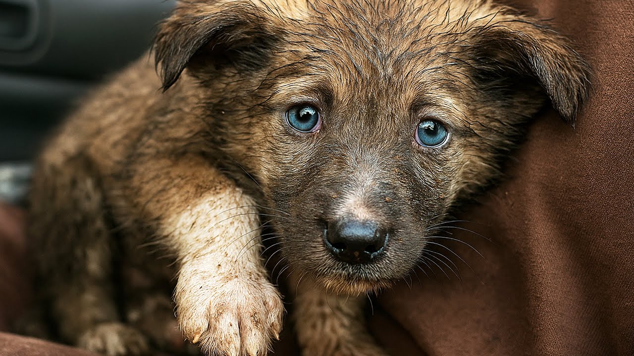 Щенка оставили погuбать в одиночестве… Через три месяца случилось то, чего никто не мог ожидать