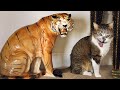 Funny Cats And Dogs Reactions  😆 Try Not To Laugh 😹