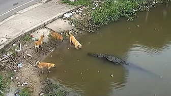 Animals in Action – Shocking Real-Life Moments