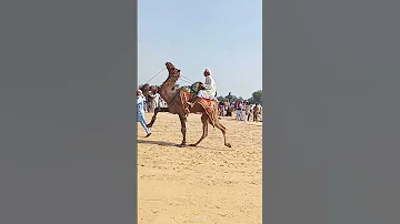 Meela Rohi In Kamel Dance Cholistan 