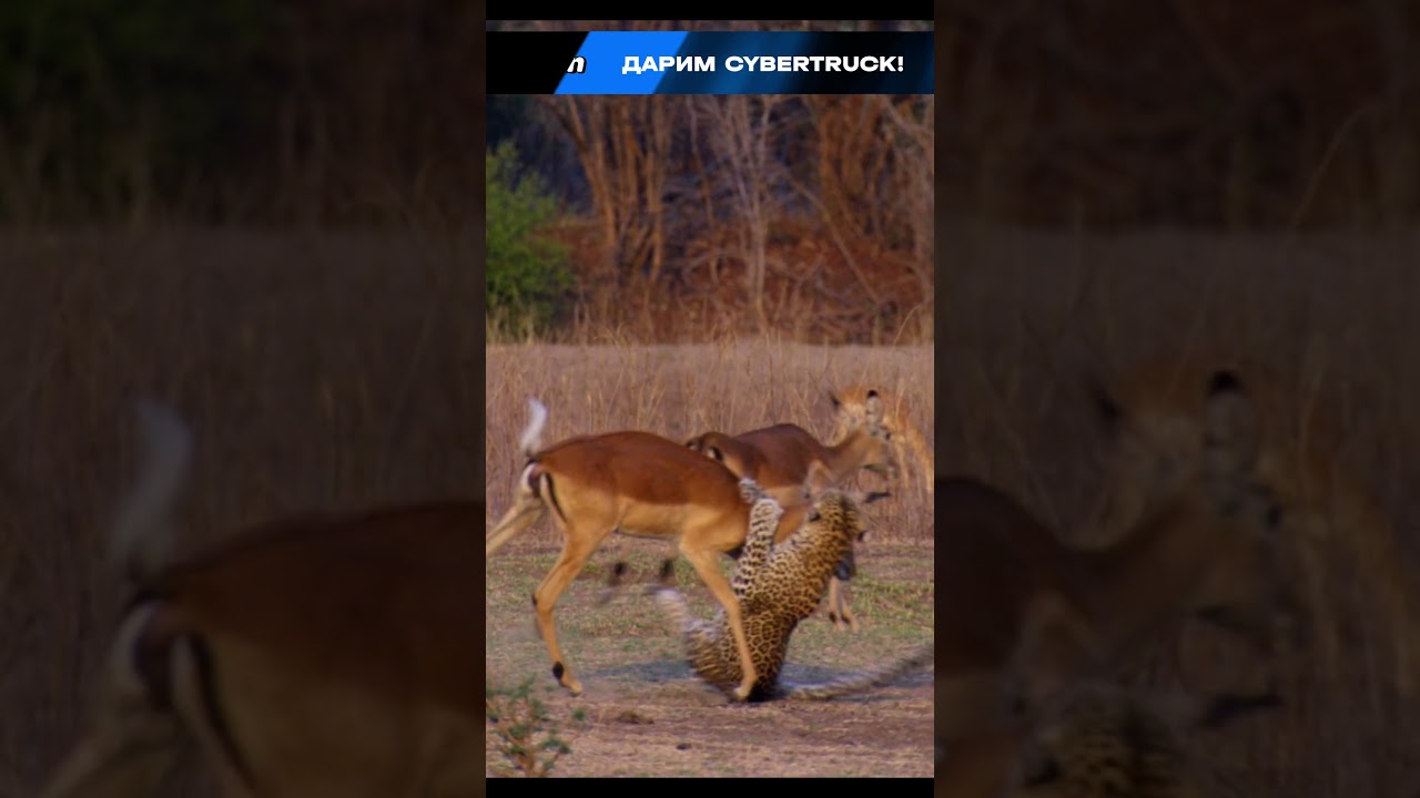 Невероятное спасение импалы 