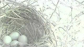 Blackbird nesting part8