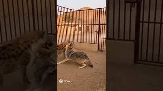 オオカミ vs ハイエナ #オオカミ #ハイエナ #犬 #動物 #猫 Wolves vs hyenas #wolf #hyenas #dog #animals #cats