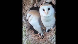 Burung Hantu vs Burung Alap Alap Kestrel #hewan