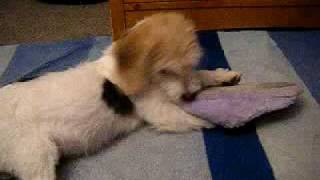 bella chewing my slipper