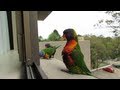 Australian Rainbow Lorikeet Displaying Territorial Behaviour