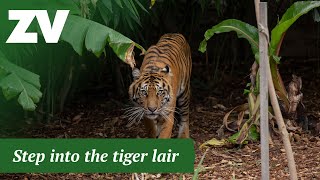 Tour of Indrah the tiger's habitat