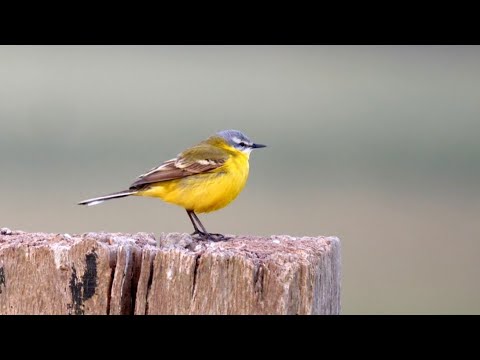 WAGTAILS