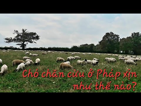 Video Chó chăn cừu ở Pháp!! Ko có gì khó, vì đã có chó khôn! - youtube