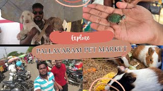 Pallavaram PET Market  BEST PRICE ??? | TN Vlogs