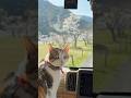 うみ とお花見に行ったよ。 #アウトドア #猫 #デイキャンプ #camping #cat #vanlife