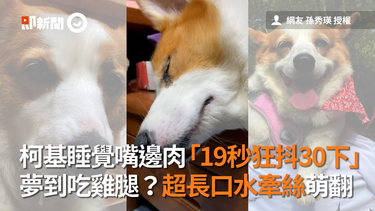 柯基犬睡覺嘴邊肉19秒狂抖30下超長口水牽絲萌翻 寵物 狗 夢到吃雞腿 精選影片 Youtube