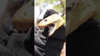 Balestrin Pegou Cobra Venenosa na África #richardrasmussen #juliobalestrin #biologohenrique #cobra