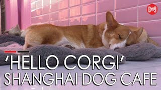 'Hello Corgi' Shanghai dog cafe