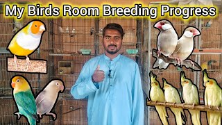 My Birds Room Breeding Progress | Fawn Java, Albino Red Eye Lovebird, Ladygouldian, Exotic Finches