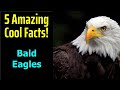5 Fascinating Facts About Bald Eagles
