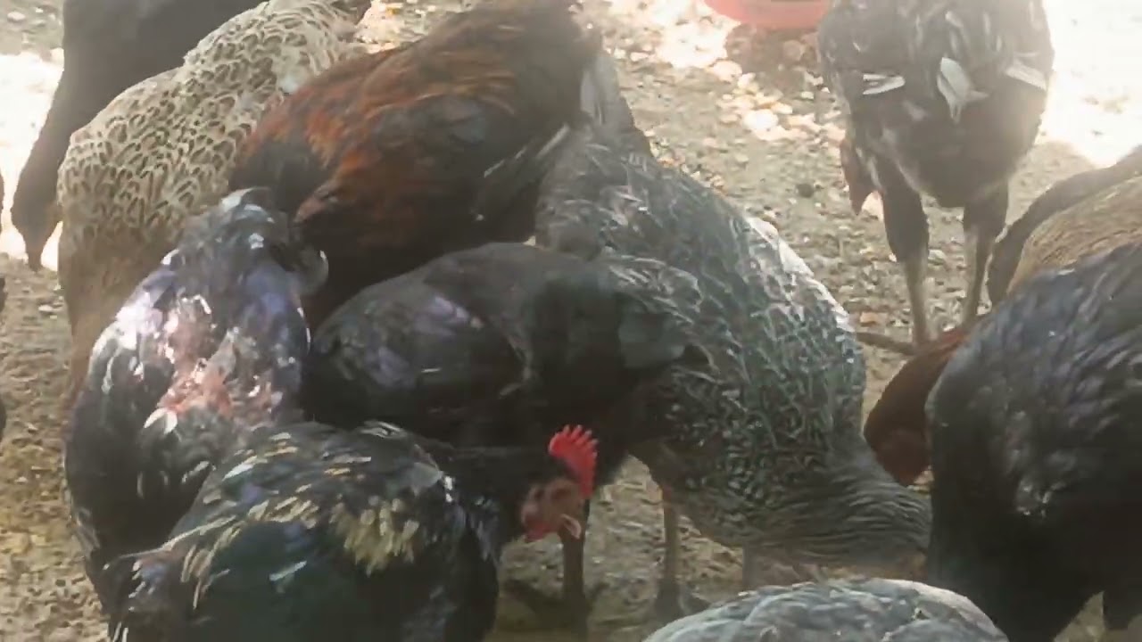 Semakin gacor pake spirafeed ayam kampung cuy 