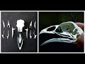 Chicken Skull Articulation Quiz