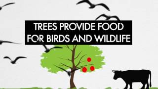 why we should plant trees