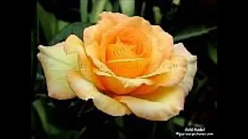 YELLOW ROSES.........DOLLY PARTON