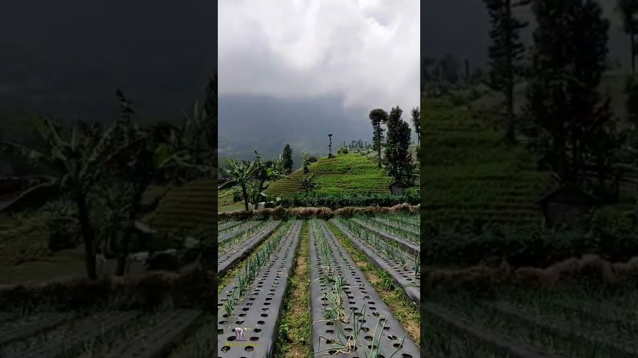 Kebun Sayuran di Kaki Gunung Ciremai  argalingga  majalengka  jabar