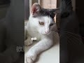 咬是拒絕也是愛啦🥰  #cat #貓咪日常 #貓咪 #寵物